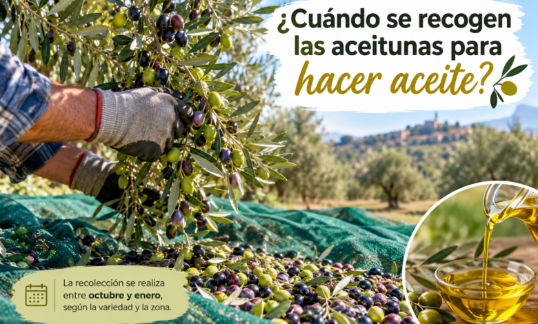 Cuándo se recogen las aceitunas para hacer aceite
